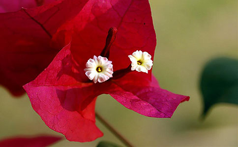 紅藍花